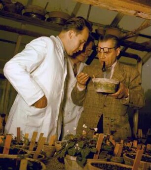 Otto Schwarz und Miarbeiter des Botanischen Gartens Jena : Lehrstuhlinhaber für Spezielle Botanik und Vorsitzender der Thüringen Botanischen Gesellschaft und des Botanischen Gartens der FSU Jena