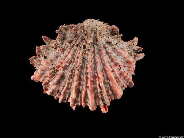 Spondylus shell