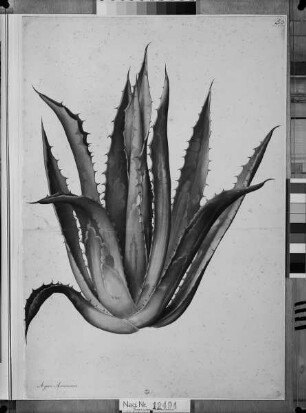 Agave americana