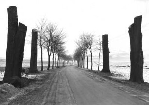 Naturschutz. Baumschutz. Landstraße mit Stümpfen von Bäumen und Neuanpflanzungen