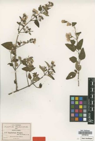 Eupatorium pringlei B.L.Rob. & Greenm. [type]