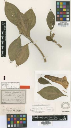 Symbolanthus rubro-violaceus Gilg [type]