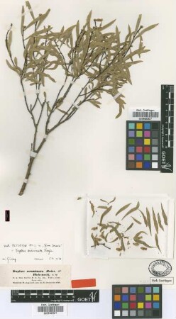 Daphne acuminata Boiss. et Hohenack. [type]
