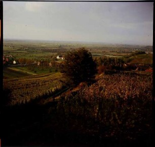 Müllheim, Reggenhag: herbstliche Landschaft, Weinberg mit Baum