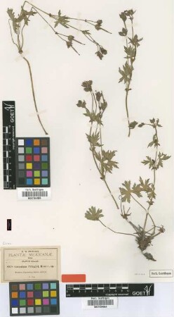 Geranium pringlei Rose [type]