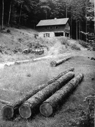 Stämme gefällter Bäume. Blick gegen ein Wohnhaus