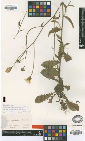 Picris campylocarpa Boiss. & Heldr. [isotype]