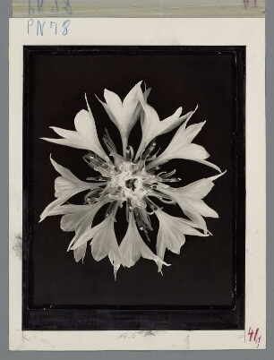 Kornblume, Blütenstand (Centaurea cyanus)