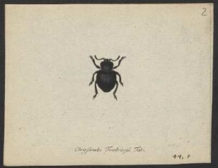 Chrysomela. pag. 116. nro. 1. - 24. pag. 120.