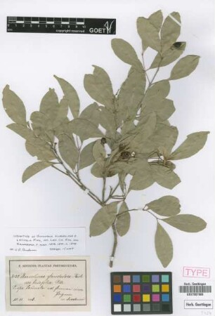 Bunchosia glandulosa (Cav.) DC. f. Nied. latifolia[type]