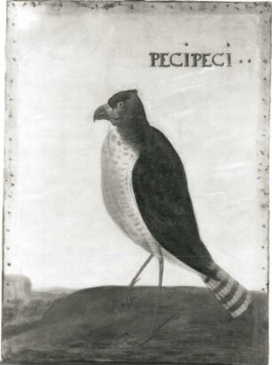 PECIPECI : PECIPECI. Öl auf Leinwand (1655/1663; A. Eckhout). Radebeul, Hoflößnitz, Berg- und Lusthaus, Festsaal (nach der Restaurierung)