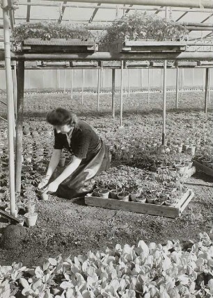 Dresden-Leubnitz, Vereinzeln von Tomatenpflanzen
