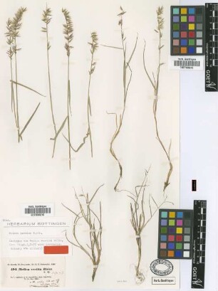 Melica vestita Boiss. [isotype]