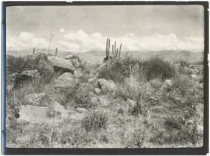 Vegetation auf dem Serranía San Pedro bei Cochabamba