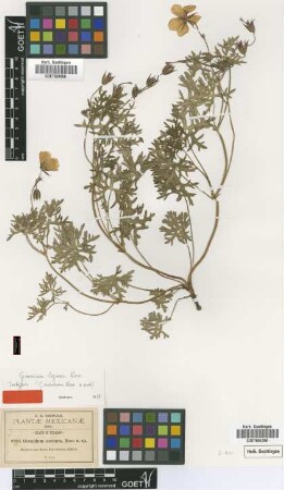 Geranium aureum Rose ex R.Knuth [type]