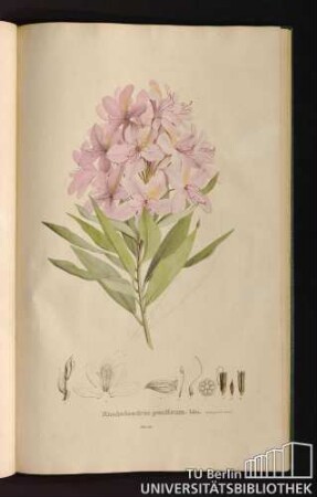 Tab. 59. Rhododendron ponticum Lin.
