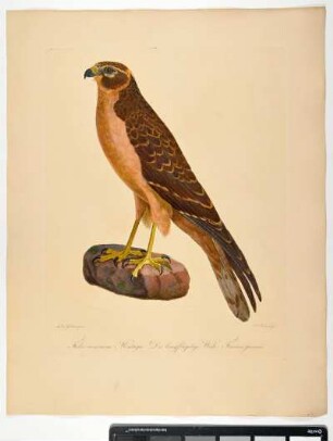 Falco cineraceus. Montagu. Die langflügelige Weihe. Femina juvenis. - Wiesenweihe. Circus pygargus; fem juv. - Zeichner: Ambrosius Gabler; Stecher: Johann Carl Bock