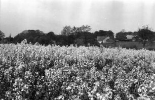 Rapsfeld in Blüte: im Hintergrund Bäume, Büsche, Gehöft: 6. Mai 1999