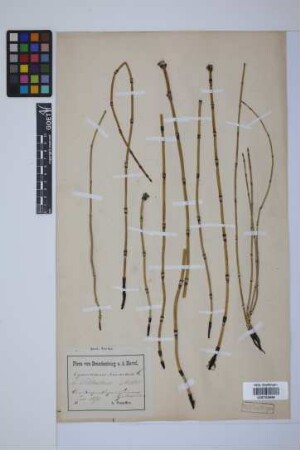 Equisetum hyemale hyemale L.