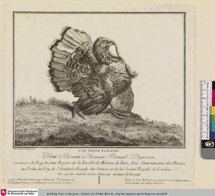 COQ D'INDE PANACHÉ [Mehrfarbiger Hahn aus Indien]