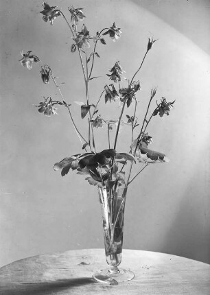 Blühende Akelei in einer Vase