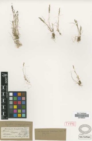 Agrostis inaequiglumis Griseb. [holotype]