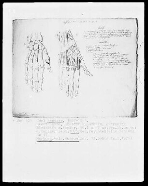 Anatomische Studien — Rechte Hand, Skelett und Muskeln, Rückseite, Folio 17