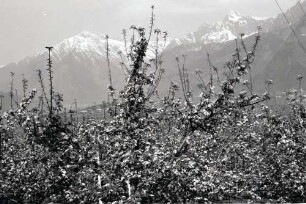 Meran, Obermais: Baumblüte