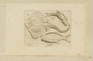 Rochen und zwei Fische, Blatt 5 der Folge "Fische und andere Meerestiere"