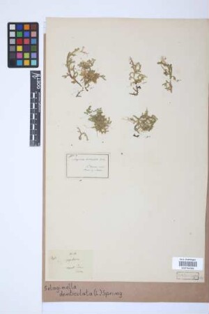 Selaginella denticulata