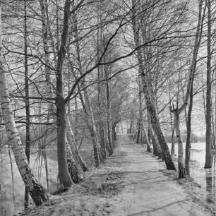 Landschaftsbild. Frühling im Spreewald. Birkenallee in Leipe. Die Wiesen sind überschwemmt. : Wobraz krajiny. Nalěćo w Błótach. Brězowa aleja w Lipjem. Łuki su přepławjene.