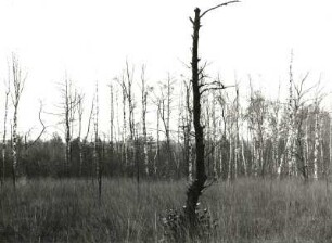Oberlausitzer Heide-und Teichgebiet. Grenzbereich d. (Klösterlich-)Neudorfer Moores zum St. Mariensterner Klosterforst mit absterbenden Waldbeständen (Folge von schwefelsäurehaltigen Abwässern der Braunkohlengrube Clara III bei Zeißholz im Vinzenzbach)