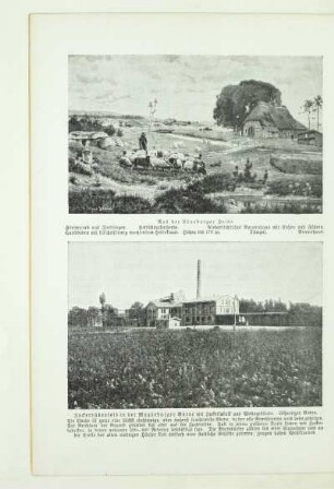 Zuckerrübenfeld in der Magdeburger Börde mit Zuckerfabrik und Wohngebäude