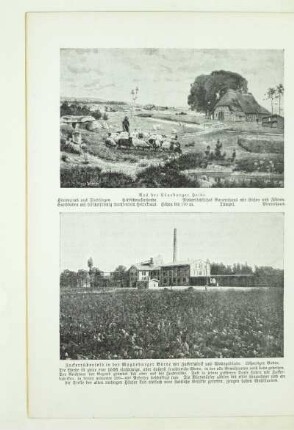 Zuckerrübenfeld in der Magdeburger Börde mit Zuckerfabrik und Wohngebäude
