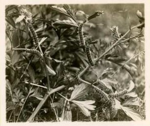 Raupen des Nachtpfauenauges : Rumänien, Dobrudscha, Mittleres Nachtpfauenauge (Saturnia spini), Raupen