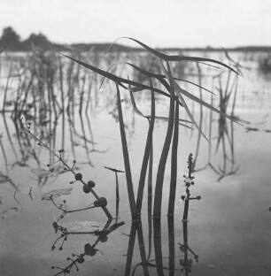 Gewöhnliches Pfeilkraut : Gewöhnliches Pfeilkraut (Sagittaria sagittifolia).