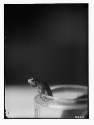 Frosch, auf dem Rand eines Glases sitzend (Wetterfrosch)