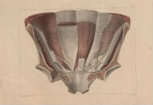 Muskeln der vorderen Muskelschicht des Torso (von der Rückseite aus betrachtet)