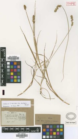 Carex muricata L. var. Griseb. australis[lectotype]