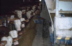 Fotografie: Fütterungstechnik, Futtermischwagen, Futtervorlage, Bullenmast, Maissilage