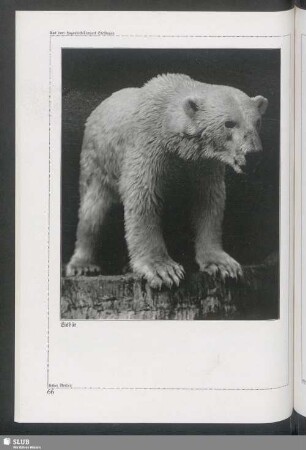 Eisbär