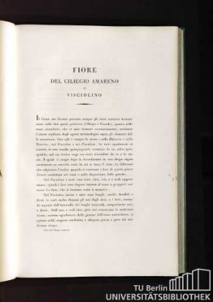 Fiore del Ciliegio Amareno o Visciolino