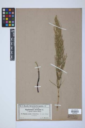 Equisetum arvense L.