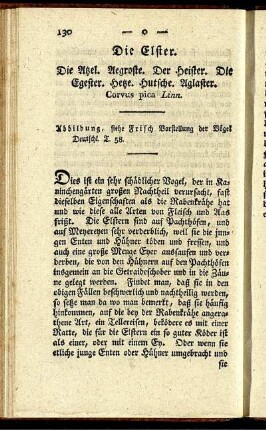 Die Elster.
