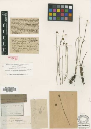 Eryngium crantzioides Griseb. [holotype]