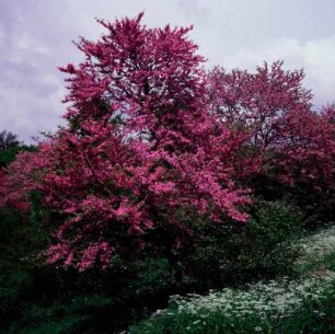 Aristi, Epiros. Blühende Judasbäume (Cercis siliquastrum L.) bei Aristi