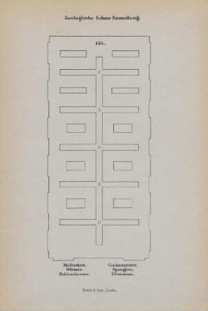 154. Mollusken. Würmer. Echinodermen. Coelenteraten. Spongien. Protozeen