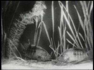 Herichthys cyanoguttatus (Baird und Girard) - Kampf zweier Männchen