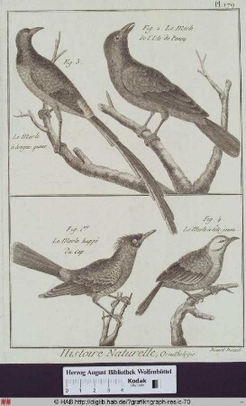 Abbildungen von vier verschiedenen Amselarten (Langschwanzamsel, Haubenamsel, Gelbkopfamsel).