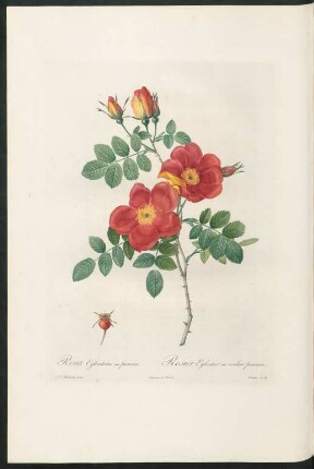 Rosa Eglanteria var. punicea. Rosier Eglantier var. couleur ponceau. Coutan sculp.